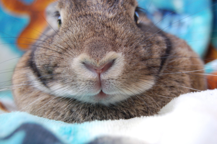 Foto: Tricia (CC BY 2.0)