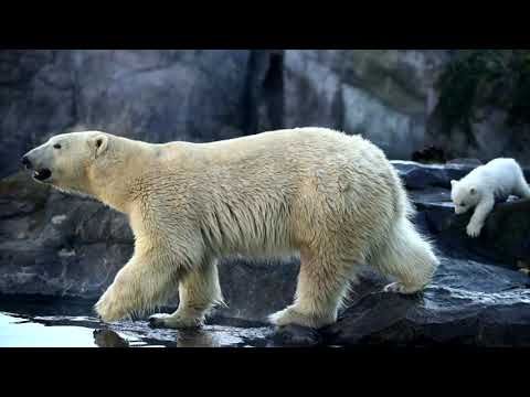 Trump godkänner oljeborrning i Alaskas naturreservat